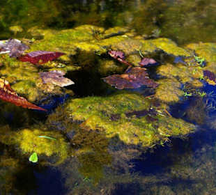 Wasserlauf naturklar