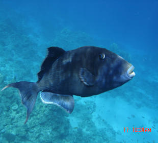 SUNRISE Arabian Beach Resort - Grand Select