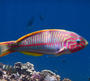Regenbogen-Lippfisch