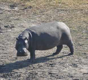 Tierbeobachtung am Boteti