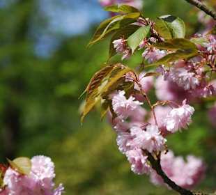 Japanische Kirschblüte im Schlossgarten
