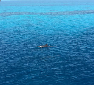 Delfinausflug mit Mo