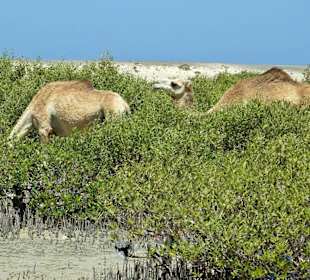 Private Ausflug Marsa Alam mit Morgenland Reisen 