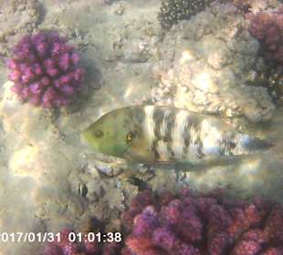 Schnorcheln Makadi Bay