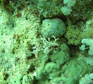 Fishermans eyeballs beim The Breakers Diving and Surfing Lod