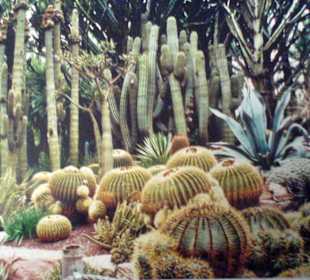 Kakteengarten