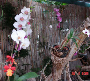 Orchideengarten Sitio Litre