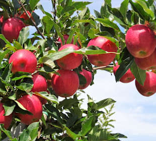 Obstpantagen am Wanderweg
