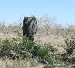 Autosafari im Nationalpark
