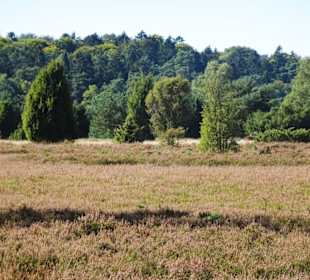 Wanderung von Undeloh durch die Heide