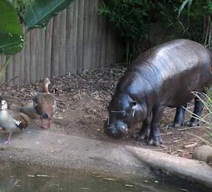 Taronga Zoo 05