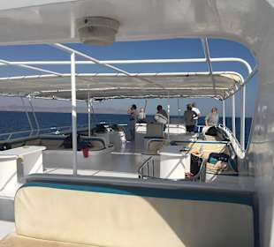 Delfinausflug mit Mo