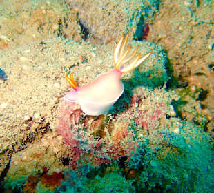 Tolle Unterwasserwelt 