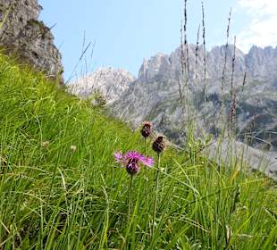 Wandern Scheffau Am Wilden Kaiser