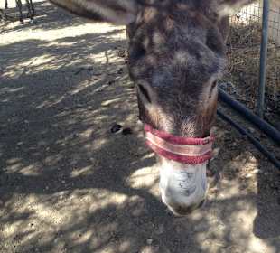 Agia Marina Donkey Rescue