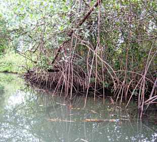 Fahrt durch einen Mangrovenwald