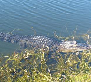 Ziemlich nah dran...