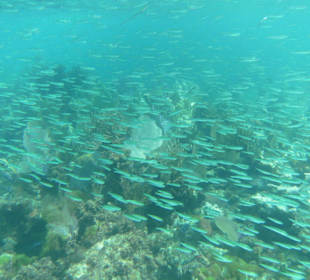 Fischschwarm beim Schnorcheln