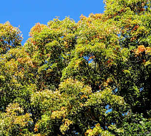 Beginnende Laubfärbung in Knoops Park