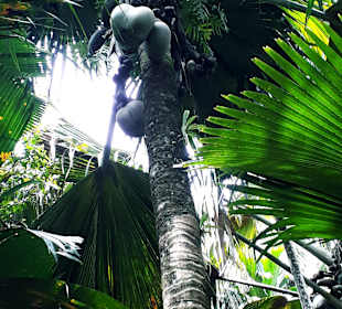 Nationalpark Valleé de Mai