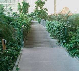 Ein ca.1km langer Weg in den Tropen! 