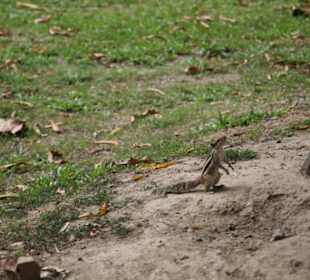 Viktoria Memorial Kalkutta