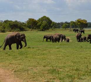 Nationalpark Mineriya