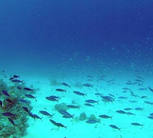 Underwater with Coraya Divers El Gouna