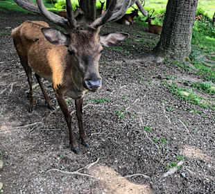 Wildgehege Heigenbrücken