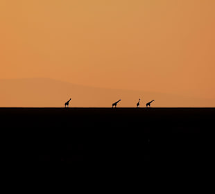Giraffen am Horizont bei Sonnenaufgang