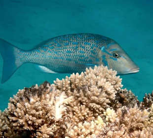 Blaustreifen-Schnapper