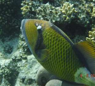 Riesen Drückerfisch