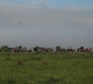 Zebras und Gnus (Wanderung)