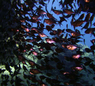 Schnorcheln Soma Bay