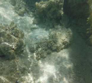 Hausriff, rechts von der Marina