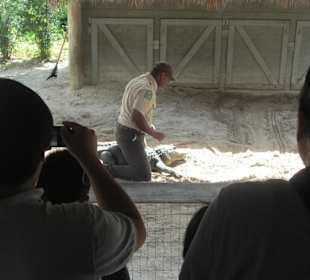 Gator Show