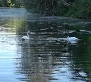 Baggersee Hirschau