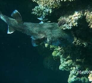 Igelfisch ganz nah
