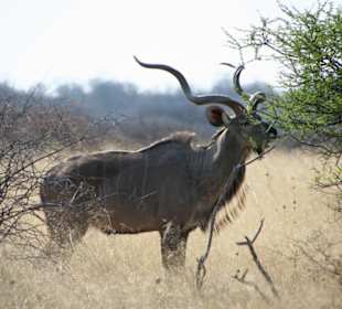 Großer Kudu