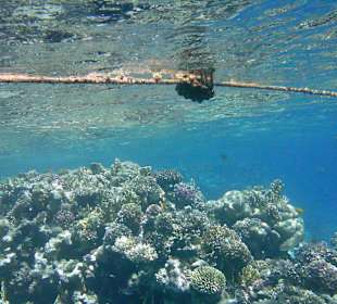 Intaktes Hausriff - auch für Anfänger