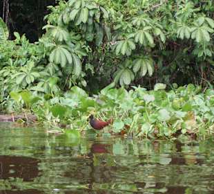 Tortuguero Park Narodowy