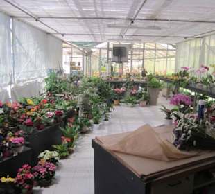 Cafe Fiori in Lenno