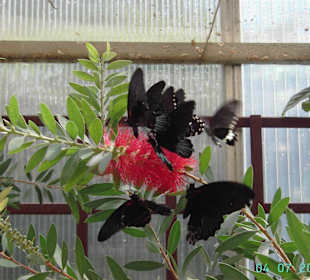 Schmetterling