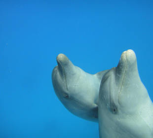 Ausflug mit Delfin & Meer