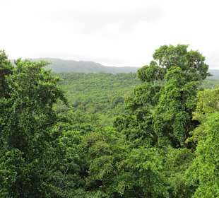 Urwald am Mystic Mountain