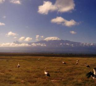 Kilimanjaro, mal ohne Wolken
