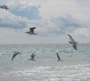 Benidorm - Meer - Möwen