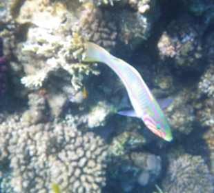 Schnorcheln Hurghada