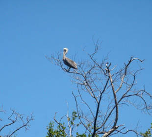 Laguna Restinga