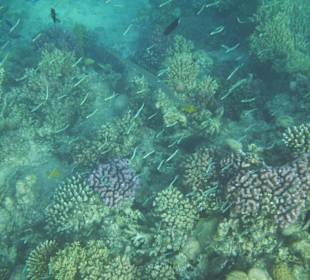 Korallenriff